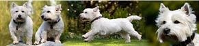 2 West Highland Terrier (18.04.2015)