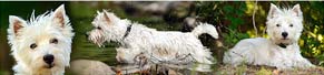 1 West Highland White Terrier (Westie, 5 Monate) (12.08.2013)