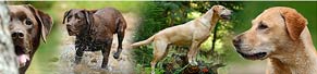 2 Labrador Retriever (5 und 6 Jahre) (14.08.2013)