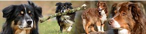 1 Border Collie (12 Jahre) und 1 Australian Shepherd (13 Jahre) (22.02.2014)