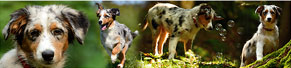1 Australian Shepherd-Welpe (14 Wochen) (11.08.2014)