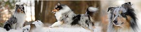 1 Sheltie – Shetland Shepdog (4 Jahre) (18.01.2017)
