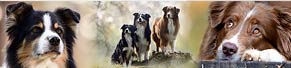 3 Australian Shepherds (zw. 1,5 und 10 Jahren) (07.04.2017)
